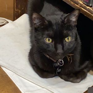 Meet your Posher, Ellen